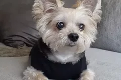 frankie
