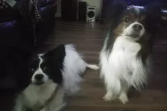 gizndaph