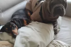 theboys
